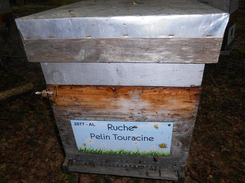 La ruche Pelin Touracine